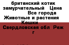 британский котик замурчательный › Цена ­ 12 000 - Все города Животные и растения » Кошки   . Свердловская обл.,Реж г.